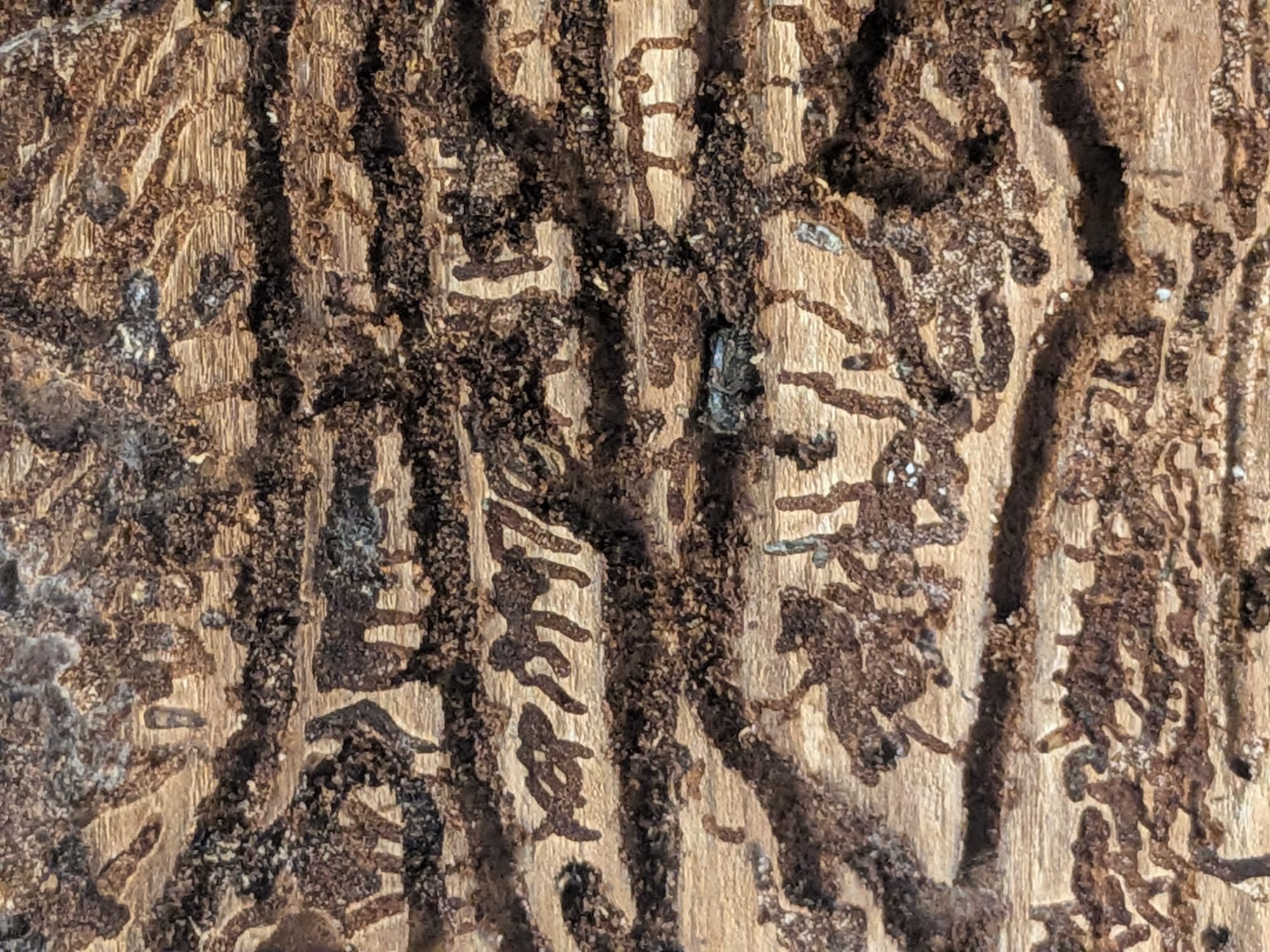 Natural remedies against bark-beetle