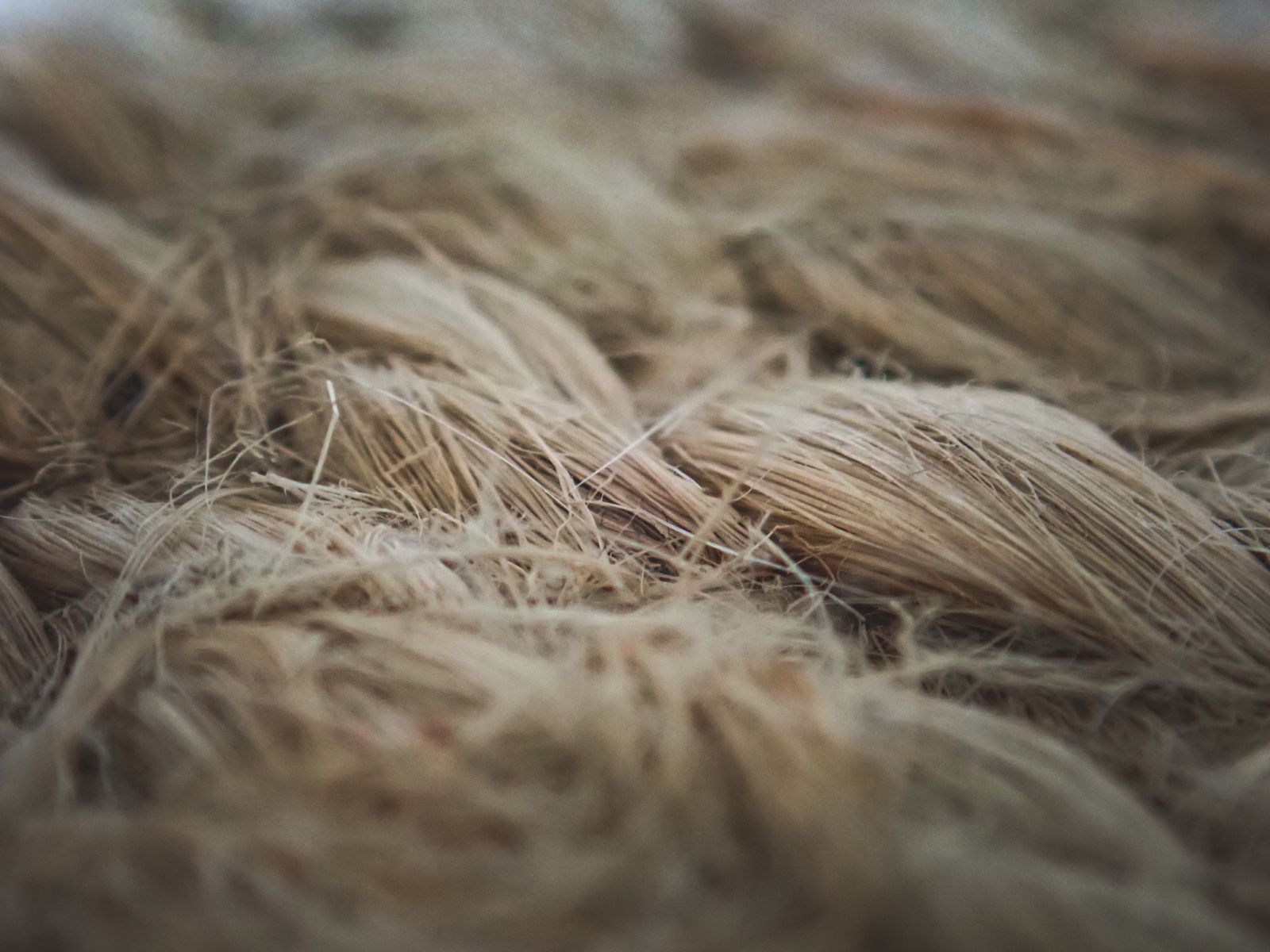 Layered flax fibres used to make linen.